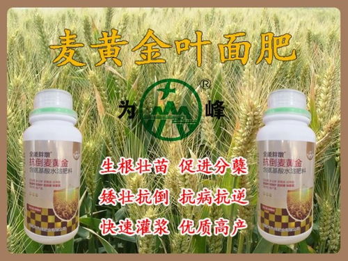 飞防用胖墩麦黄金小麦叶面肥效果显著，助力小麦高产增收